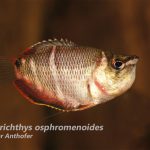 Sphaerichthys osphromenoides