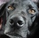 doory