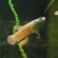 Erzgebetta