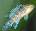 Fischfee
