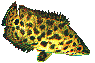 fischmichi