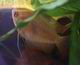Molchi