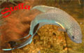 Stella