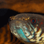 Taniwha